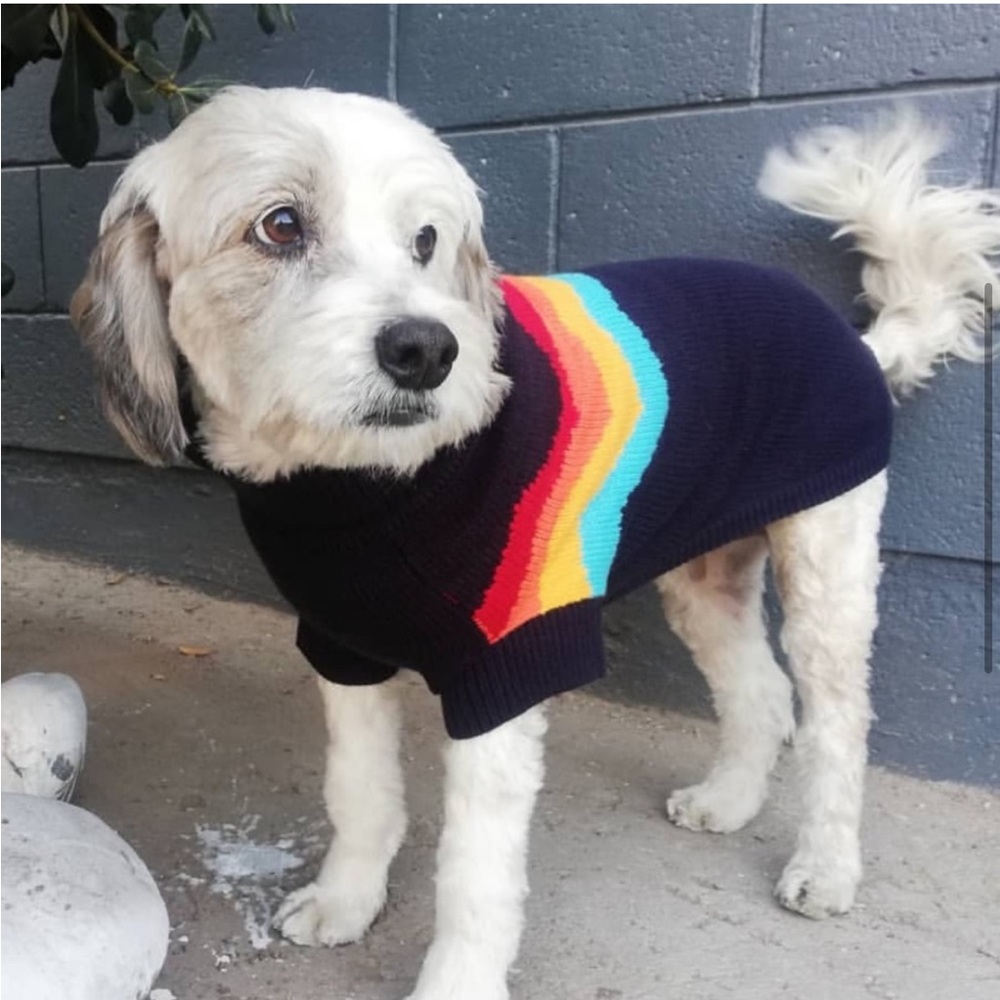 🐾 GF PET Authentic Multicolor Summit Sweater - Picture 7 of 11